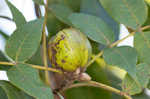 Mockernut hickory